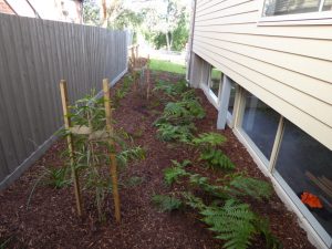 Baby Tree Ferns