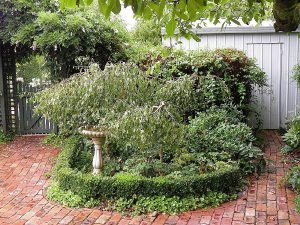 Bird Bath And Weeping Birch