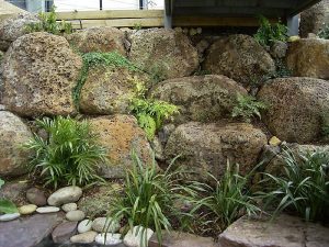 Boulders And Ferns