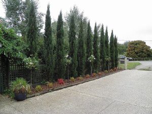 Cupressus Sempervirens Glauca