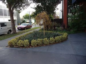 English Box Hedge Jasmine Silverbirch