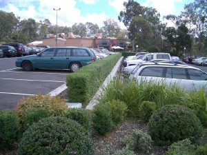 Hedges In Carpark