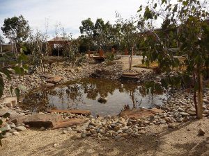 Pond Collecting Water