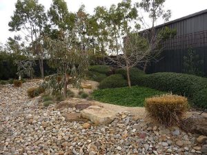 River Pebbles And Eucalypts