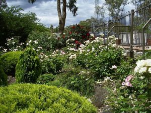 Roses In Bloom