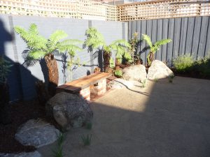 Tree Ferns