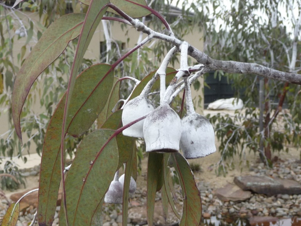 Eucalyptus Caesia