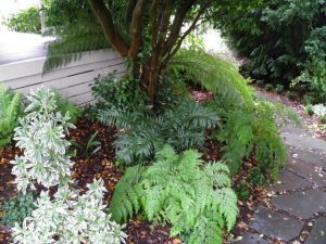 Fern Planting