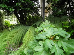 Ferns Camellia Hydrangea