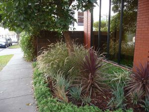 Pennisetum Cordyline One