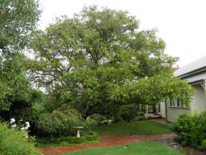 Walnut Tree