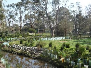 Landscaping Wetlands 02