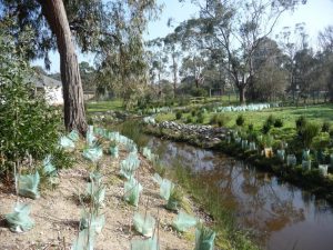 Landscaping Wetlands 04