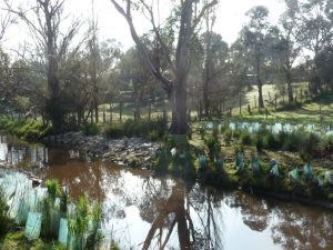 Landscaping Wetlands 05