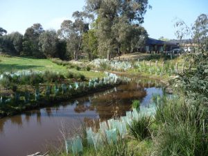 Landscaping Wetlands 08