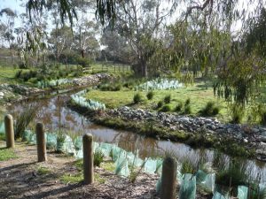 Landscaping Wetlands 09