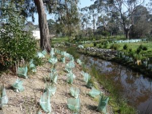 Landscaping Wetlands 10