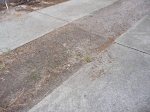 Tree Roots Damage