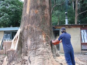 26 Hazard Tree Removal