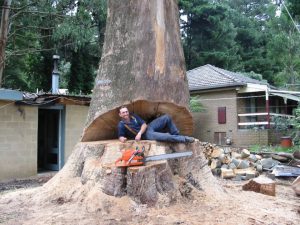 28 Hazardous Tree Removal