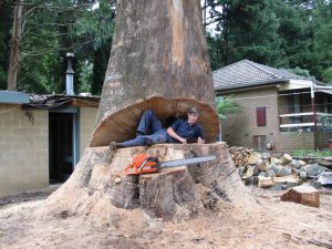 29 Dangerous Tree Removal