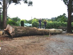 31 Hazardous Tree Boronia