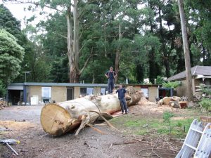 34 Arborist Reports Melbourne