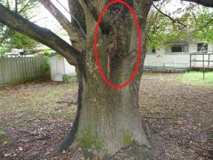 Dangerous Tree Assessment