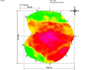 Picus 170 Cm Slice